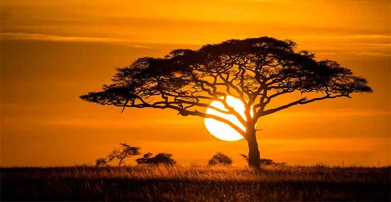 Iconic Acacia Tree of Africa
