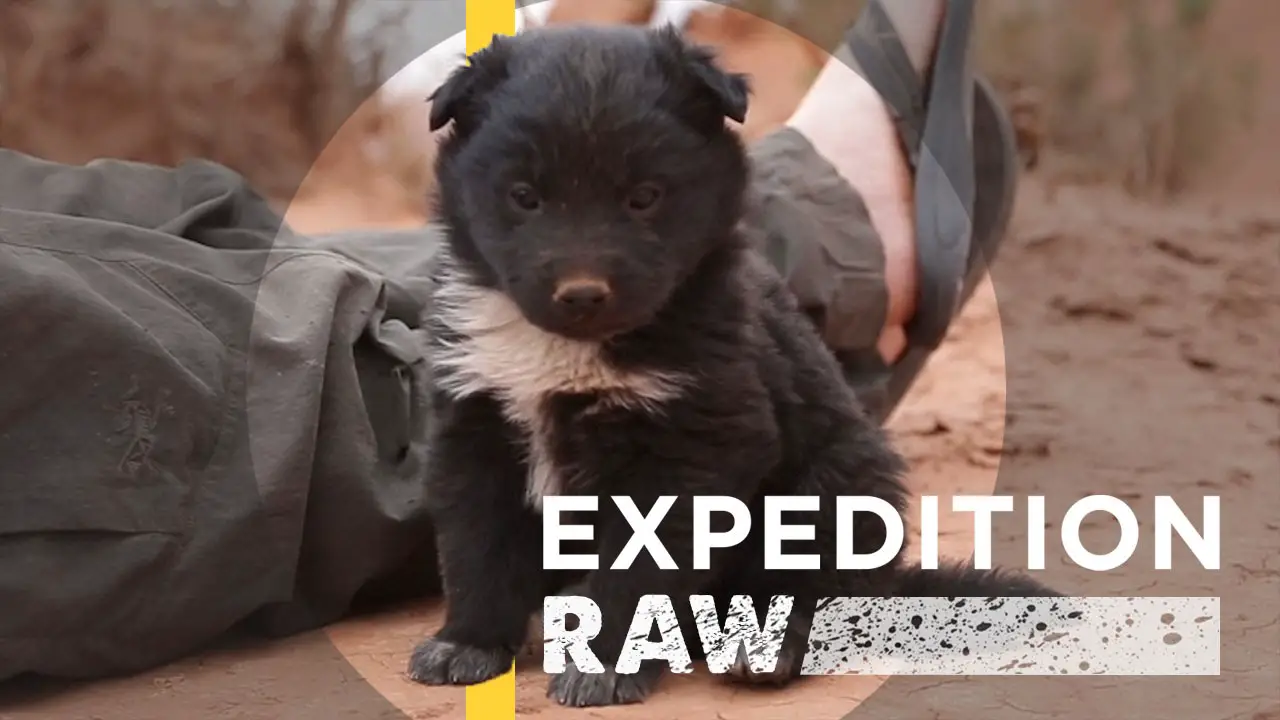 Explorers Save Abandoned Puppy Expedition Raw