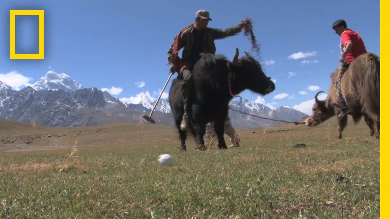 Yak Polo Draws Tourists to Remote Pakistan Village National Geographic