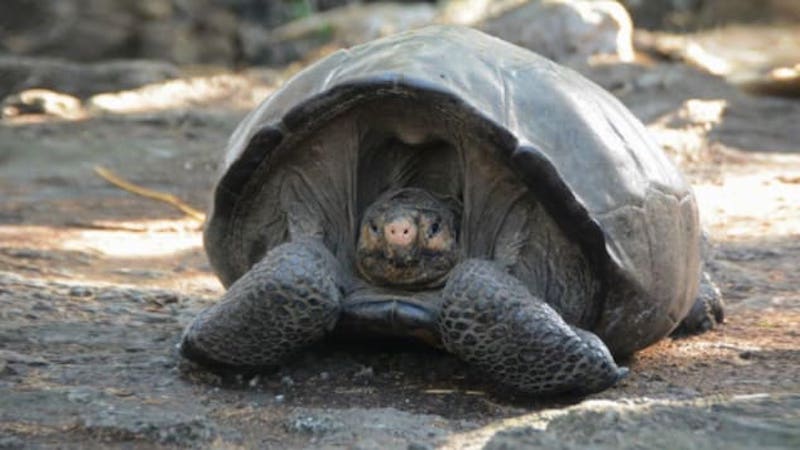 fernandina giant tortoise