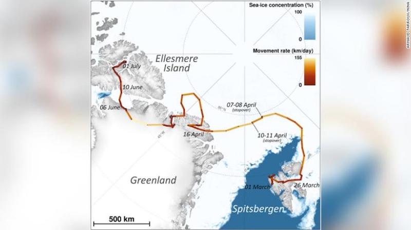 arctic fox route