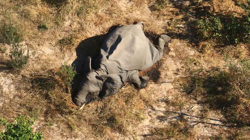 Elephants are Dying in Botswana