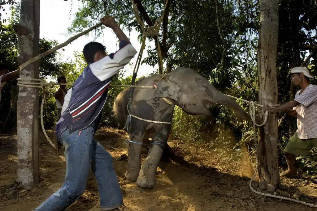 COVID-19 Is Killing Elephants in Southeast Asia | The Adventure Blog