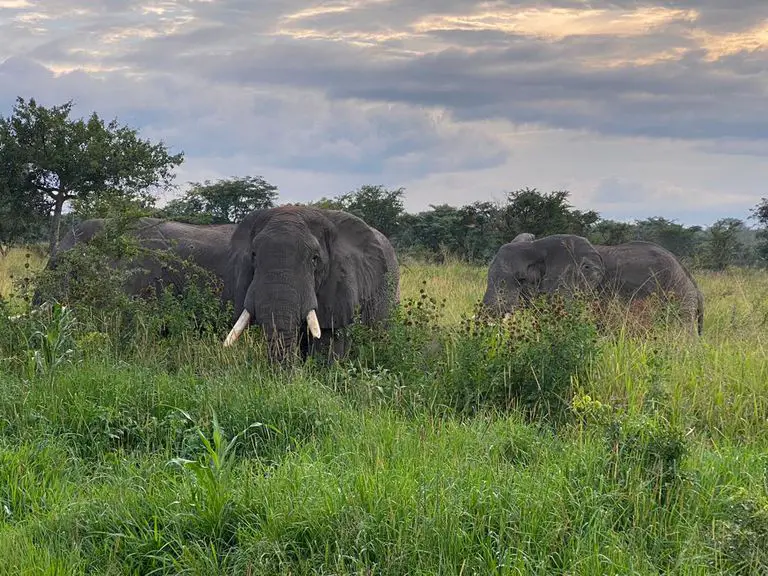 Virunga elephants 2