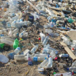 ban on single-use plastics